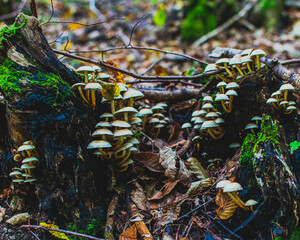 mushrooms in the forest