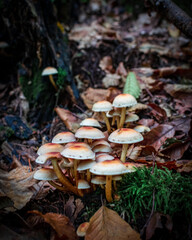 mushrooms in autumn forest