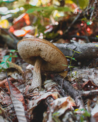 boletus mushroom