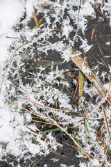 Frozen plants in the lake, winter landscape in natural terrain.