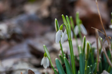 First beautiful snowdrops in spring. Common snowdrop blooming.