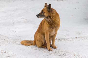 lonely abandoned dog sitting in the snow