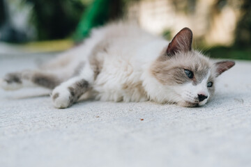 Long-haired cat laying on a road in front of a house