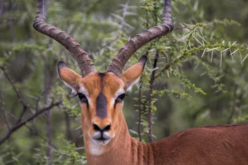 Fotobehang impala antelope in kruger national park © cassiokendi