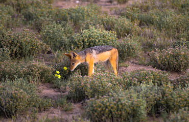 red fox in the wild