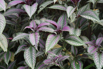 Strobilanthes dyeriana (also called Persian shield, royal purple plant) with a natural background. cultivated for its dark green foliage with bright, metallic-purple stripes
