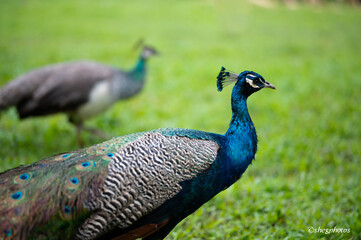 Obraz premium Peacock in Hawaii 