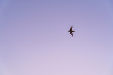bird flying in the sky