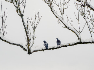 Two pigeons on a branch, winter minimalism of nature. Birds in the winter. The hard life of animals and birds in winter concept.