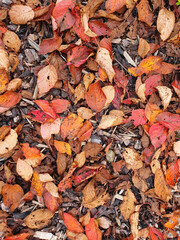 Fototapeta na wymiar Autumn colour background of Prunus Sargentii a tree which has red brown leaves during the fall season in November which is commonly known as Sargent's cherry, stock photo image
