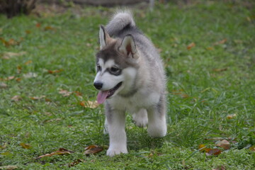 Alaskan Malamute on vacation in the summer