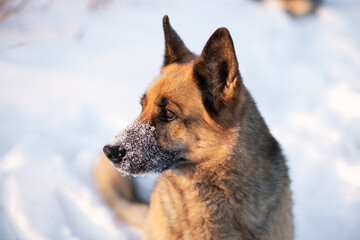 The dog lies on the white snow. The East European Shepherd Dog feels great in winter and loves to play in the snow.