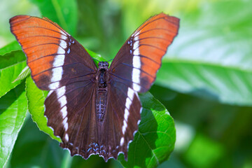 Macro photography of a rusty tripped page butterfly sitting on a leaf in a park in the city of Cali...