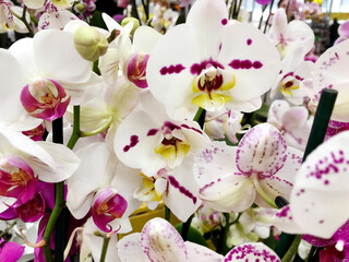 White Orchid Flowers in a Flower Shop 