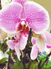 White Orchid Flowers in a Flower Shop 