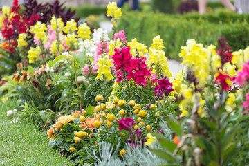 Fototapeta na wymiar Beautiful antirrhinum majus or snapdragon flowers in pink, red, white and yellow colors . Spring blooming garden background