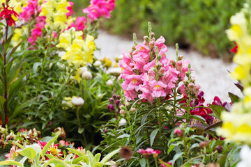 Beautiful antirrhinum majus or snapdragon flowers in pink, red, white and yellow colors . Spring blooming garden background