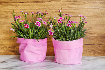 Pink carnation flowers in colorful pots 