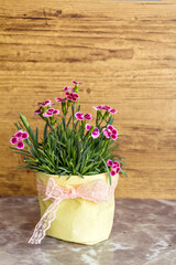 Pink carnation flowers in colorful pots 