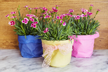 Fototapeta na wymiar Pink carnation flowers in colorful pots 