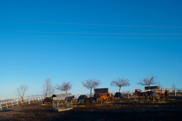 Fototapeta na wymiar konie zwierzęta mgła widok niebo błękit