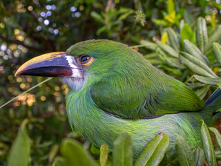 Macro photography of a young white-throated toucanet perched in a tree, captured in a forest near the colonial town of Villa de Leyva in central Colombia.