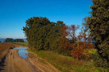 Obraz premium drzewa rośliny wschód słońca gałęzie pień natura