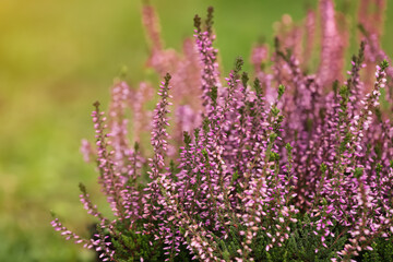 Heather shrubs with beautiful flowers outdoors on spring day