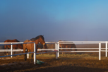 konie zwierzęta mgła widok niebo błękit