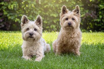 Two Cairn terrier Dogs In Garden - obrazy, fototapety, plakaty