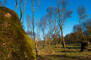 drzewa rośliny wschód słońca gałęzie pień natura © Piotr