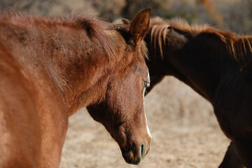 Young horses on ranch closeup for rural lifestyle.