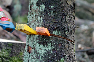 tree felling with chainsaw and wedges - obrazy, fototapety, plakaty