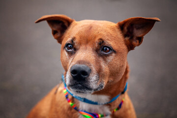 Ginger Tan Brown Staffy Staffordshire Terrier Dog Close Up 