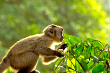 Robust capuchin monkey over green forest background