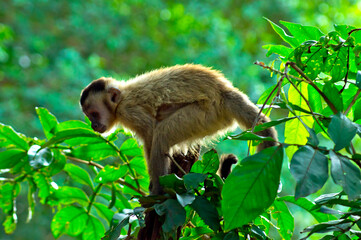 Obraz premium Robust capuchin monkey over green forest background
