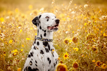 Dalmatian Dog In Yellow Flowers Sunflowers
