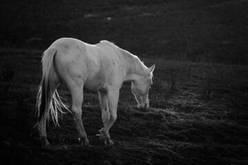 Obraz na płótnie Canvas Young white horse walking away through farm field with dark vintage texture style.