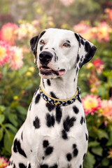 Dalmatian Dog In Pink Flowers