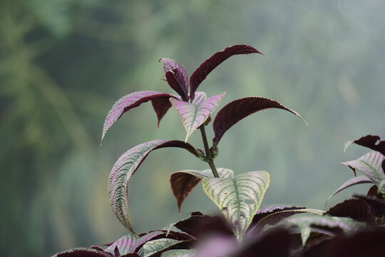 Strobilanthes dyeriana (also called Persian shield, royal purple plant) with a natural background. cultivated for its dark green foliage with bright, metallic-purple stripes