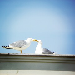 Seagull Love