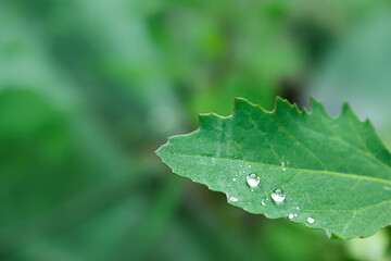 A drop of rain on a leaf. Bright green foliage. Gardening, plantations and farms. natural background.