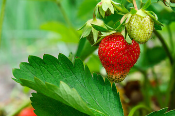 Ripe red strawberries are growing in the garden bed. Bright green foliage. Berries and fruits. Gardening, plantations and farms. Summer, vacation, business.