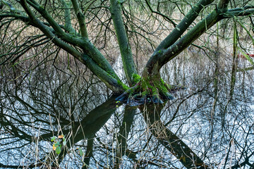 Flooded tree