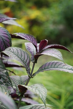 Strobilanthes dyeriana (also called Persian shield, royal purple plant) with a natural background. cultivated for its dark green foliage with bright, metallic-purple stripes