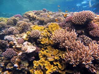 red sea coral reef at blue hole Egypt