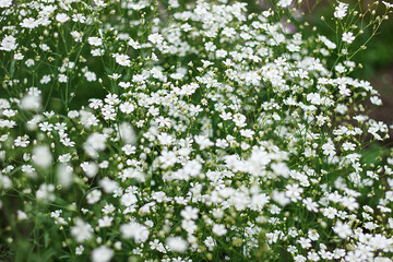 Blooming white gypsophila. Bright green foliage. Gardening, plantations and farms. natural...