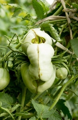 Tomato catface. Diseases of tomatoes. Lesion on the fruits. Severe malformation tomatoes. Scarring and cracking. Plant anomalies