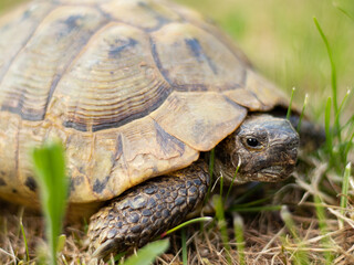 A closeup of a gopher tortoise reptile in nature with fresh grass. Endangered species concept.