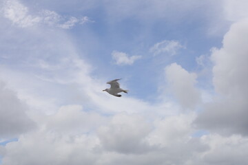 seagull flying in the sky